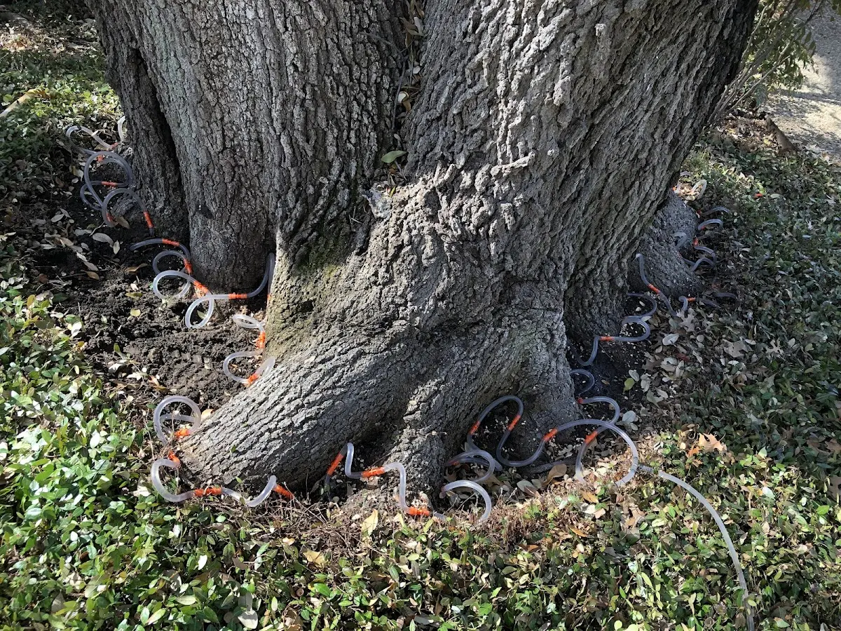 Detailed Tree Cabling and Bracing job site in East Windsor